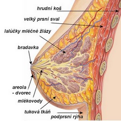 Anatomie ňader a podprsenková biomechanika